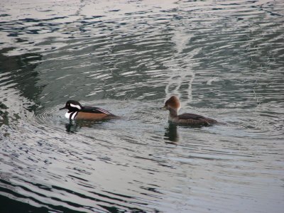 IMG_4132.JPG