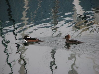 IMG_4134.JPG