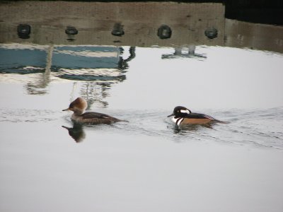IMG_4135.JPG