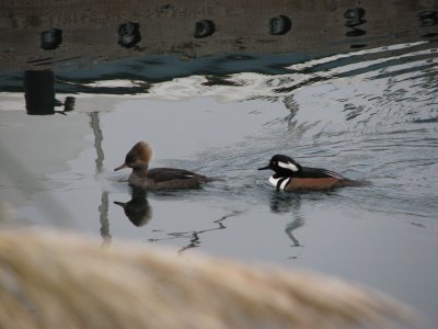 IMG_4136.JPG