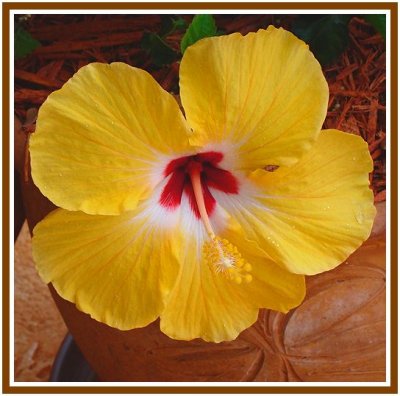 Gold Hibiscus.jpg
