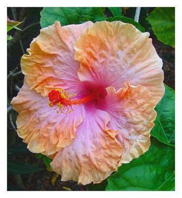 Hibiscus22.jpg