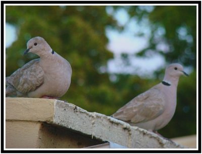 Doves344.jpg