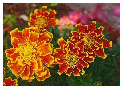 Marigolds.jpg
