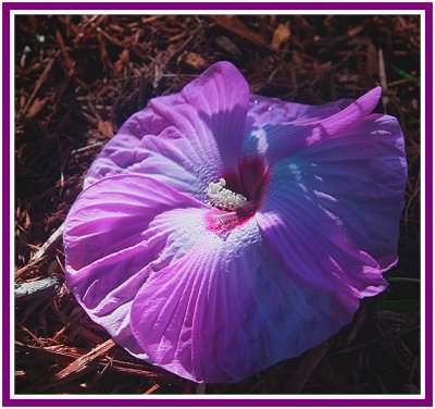Hibiscus Purple Sharon.jpg
