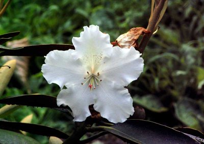 hvidrhododendron01.jpg