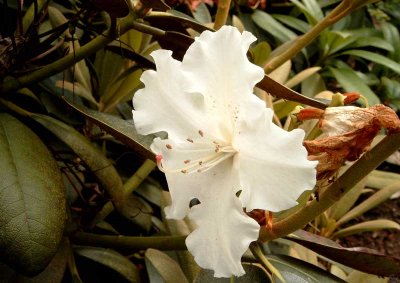 hvidrhododendron02.jpg