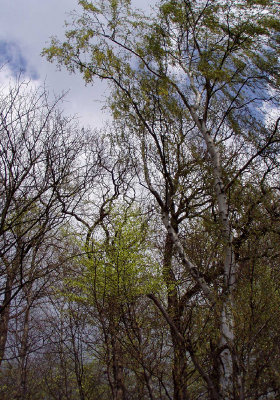 op-i-traeerne-up-in-the-trees02.jpg