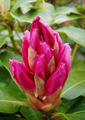 roedrhododendron01.jpg