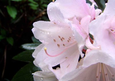 hvidrhododendron03.jpg