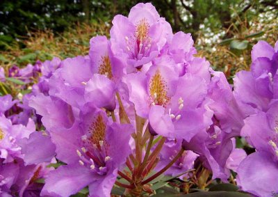 rhododendron02.jpg