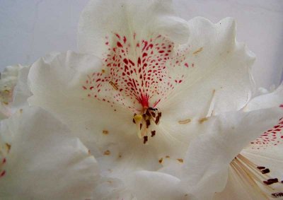 hvidrhododendron04.jpg