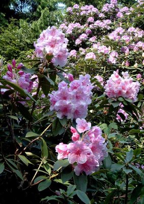 rhododendron03.jpg