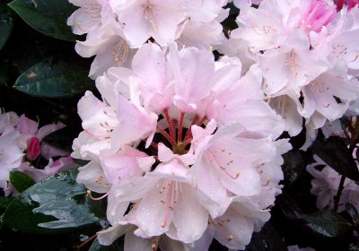 hvidrhododendron06.jpg