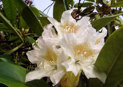 hvidrhododendron07.jpg