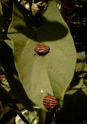 small_living_beings
