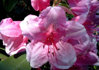 rhododendron05.jpg
