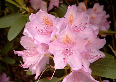 rhododendron08.jpg