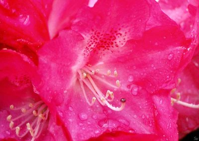 roedrhododendron04.jpg