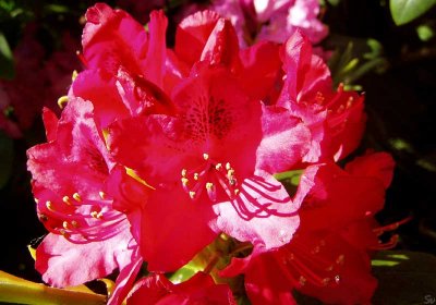 roedrhododendron05.jpg