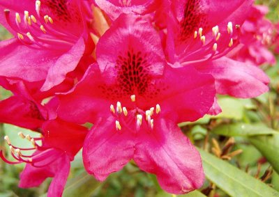 roedrhododendron06.jpg