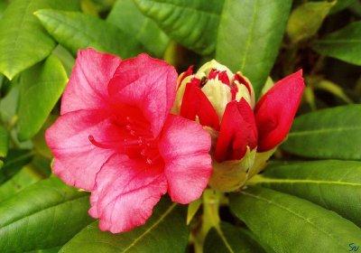 roedrhododendron03.jpg