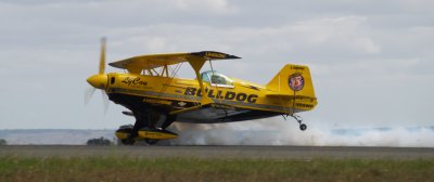 Bulldog