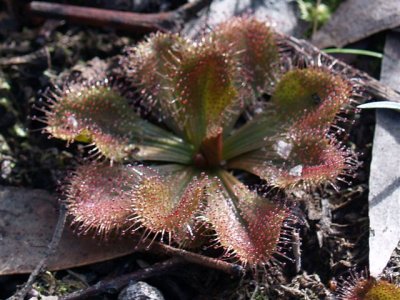Sundew