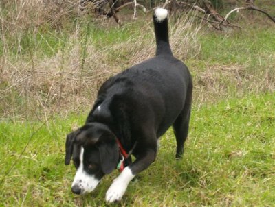 Maggie - our best four legged friend