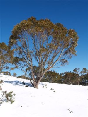 Snow Gum