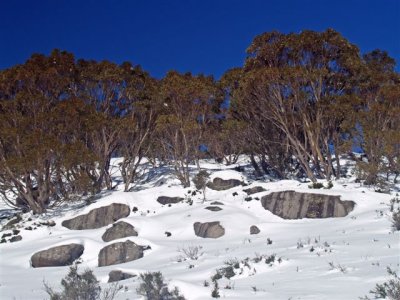 Melting Snow