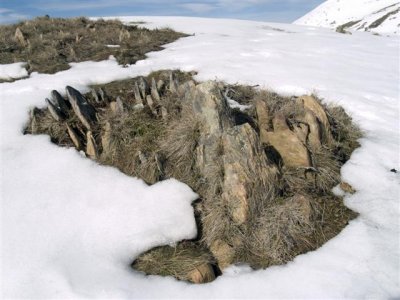 Grass and rock
