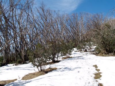 Into the Snowgums