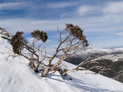 Snowgum