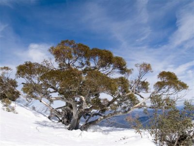 Snowgum survivour