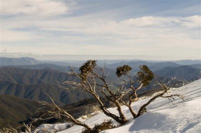 Sunlight on snowgum