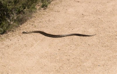 Tiger Snake - out early this year
