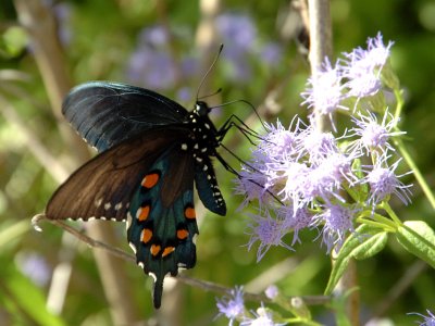 Ventral view of Pipe-vine Swallowtail on  Coast Mistflower