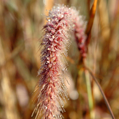 Purple Fountain Grass with D2h
