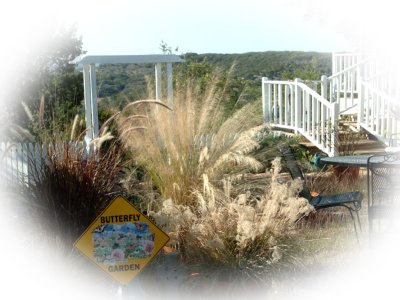 A great time of year for ornamental grasses....Nov. 2006