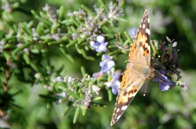 Painted Lady on New Year's Eve