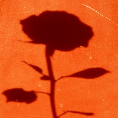 Rose Shadow