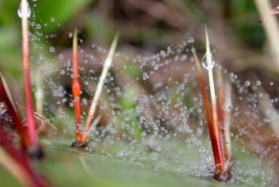 Cactus and spider web