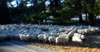 Why do the sheep cross the road?