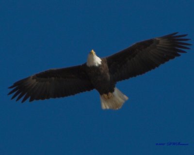 DSC_2538test-01x8x10a.jpg