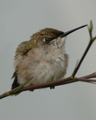 hummingbirds