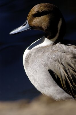 Mysterious Looking Duck
