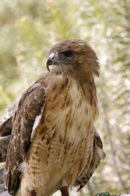 [84] Red Tailed Hawk