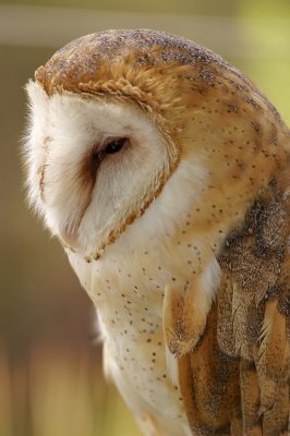 [83] Barn Owl