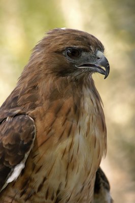 [85] Red Tailed Hawk